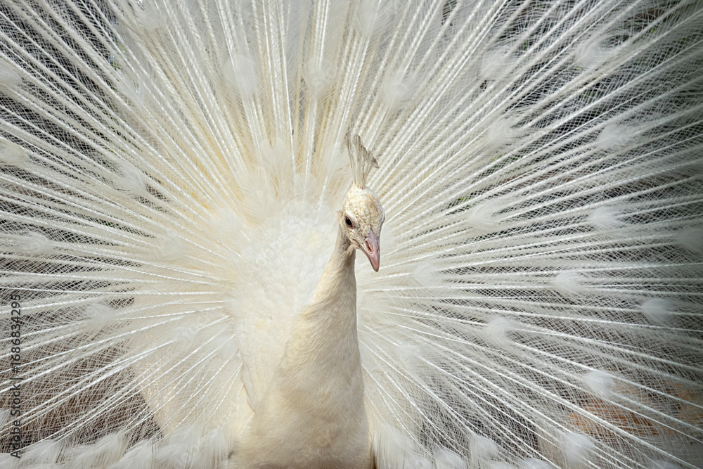 Fototapeta premium White Peacock. Close-up of a colorful peacock spreading its wings and ornate feathers.