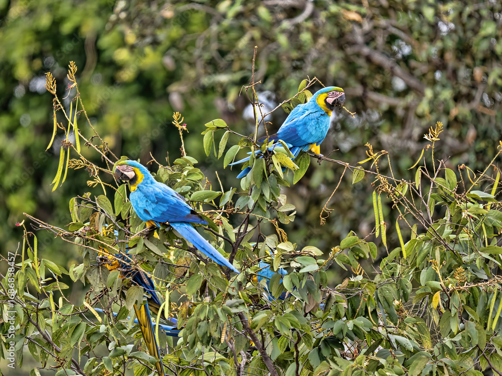 Obraz premium Brazil. Pantanal, group of Blue-and-Yellow Macaw, Ara ararauna, sitting high on a palm tree and looking around