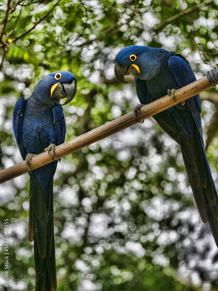 Obraz premium Brazil. Pantanal, a pair of Hyacinth Macaw, Anodorhynchus hyacinthinus, sitting in branches and looking around.