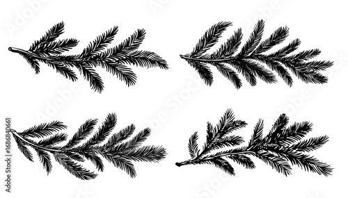 Black fir branch on a white background hand drawn set.	
