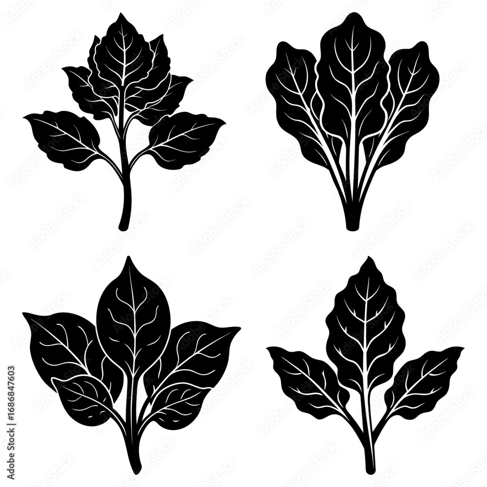 Obraz premium Four black and white botanical illustrations of various leaf shapes and plant structures in vector art