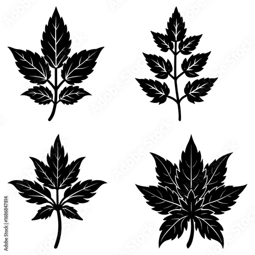 Four black leaf silhouettes with detailed veins and varying shapes on a white background are displayed