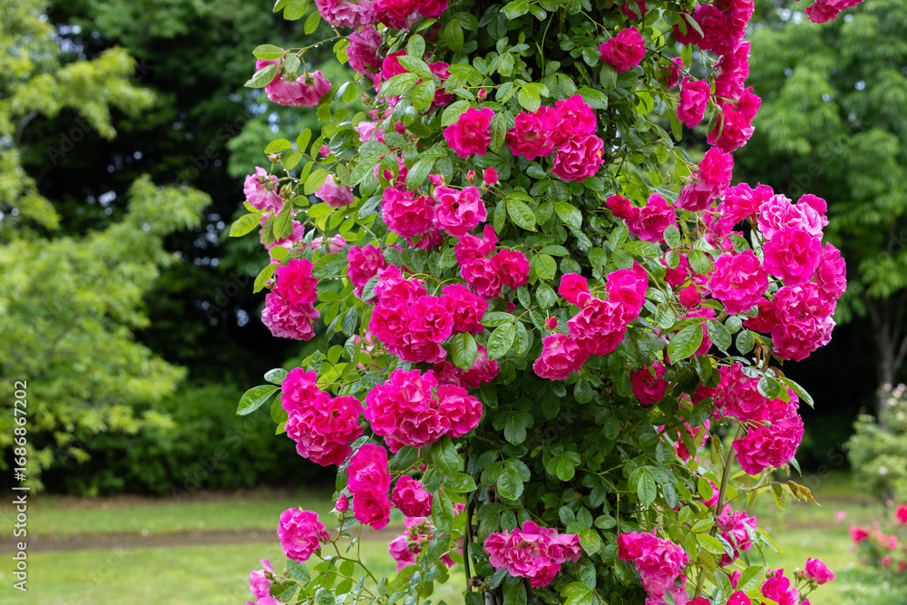 Fototapeta premium Beautiful pink rose flowers blooming on a pillar in a rose garden.