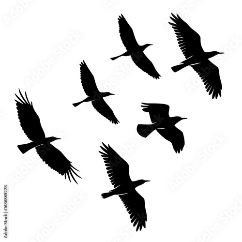 Flock of birds soaring in flight flying silhouette