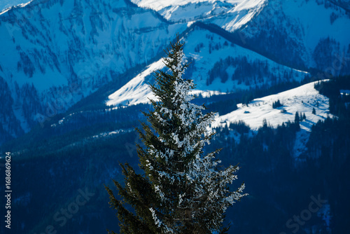 Photography christmas tree in the mountains