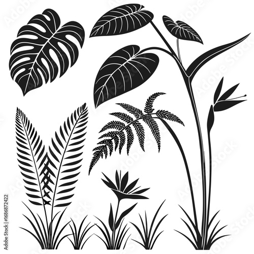Monstera fern bird of paradise grass silhouettes monstera leaf