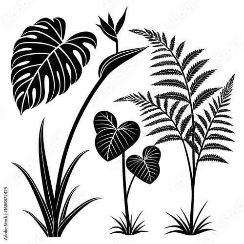 Monstera fern bird of paradise leaves monstera leaf