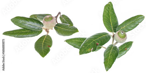 Holm oak branch with acorn (Quercus ilex), isolated on white background