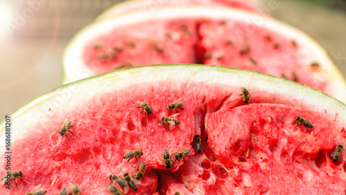 Summer's almost gone. A close-up view of several slices of watermelon, with the vibrant red flesh of the fruit. The watermelon is dotted with numerous bees, which are attracted to the sweet fruit.
