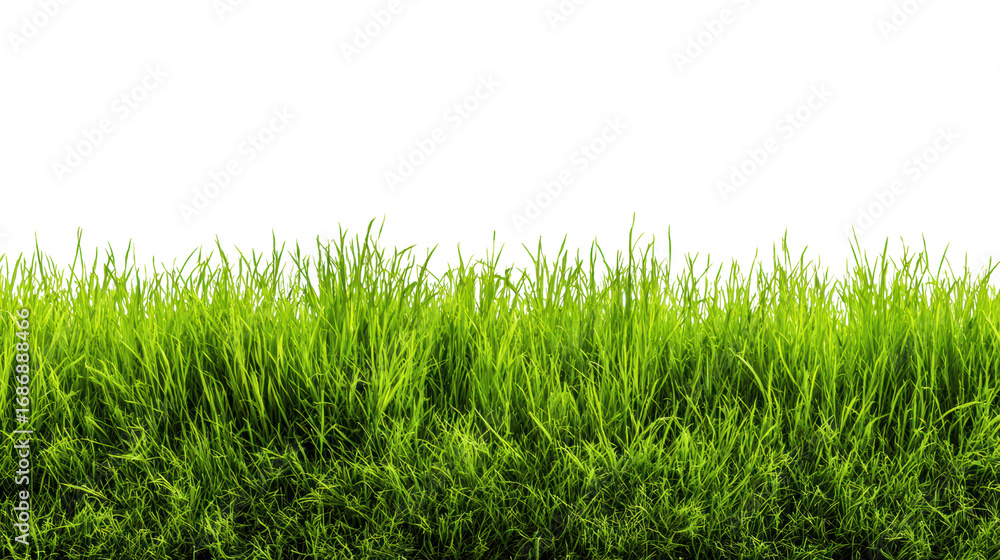 Obraz premium Lush green grass border against a dark backdrop, perfect for design and nature projects.