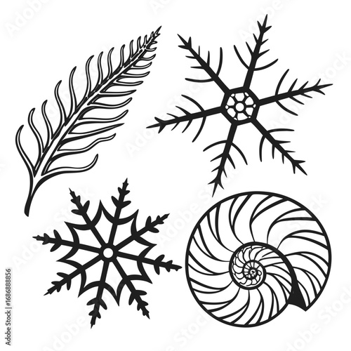 Fern snowflake nautilus shell patterns spiral geometric