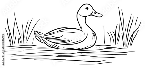 Duck on pond vector – hand-drawn mallard swimming among reeds, tranquil nature sketch