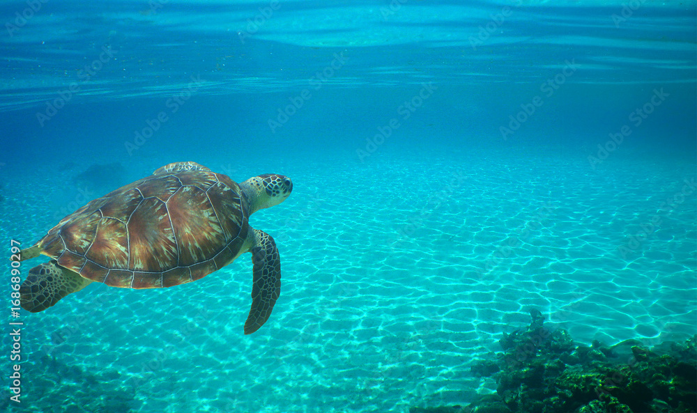 Obraz premium a green turtle on a caribbean island