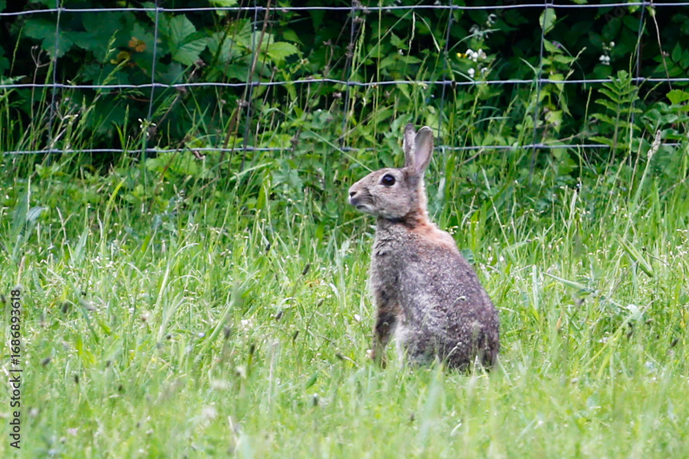 Obraz premium Rabbit (Oryctolagus cuniculus) sitting up in grass. Taken in May near Salisbury, England.