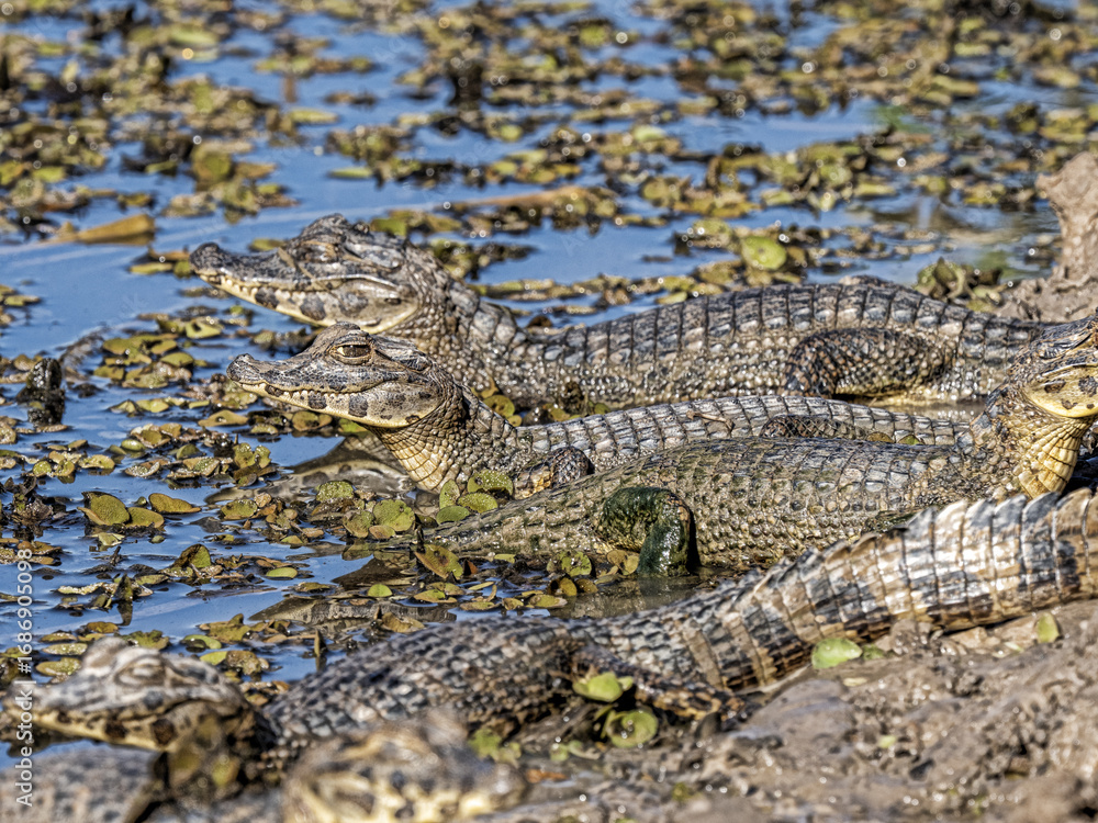 Obraz premium Brazil. Pantanal, group of Yacare caiman, Caiman yacare, basking on the riverbank.