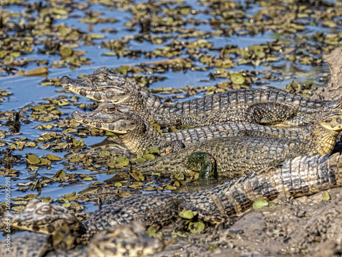 Brazil. Pantanal, group of Yacare caiman, Caiman yacare, basking on the riverbank.