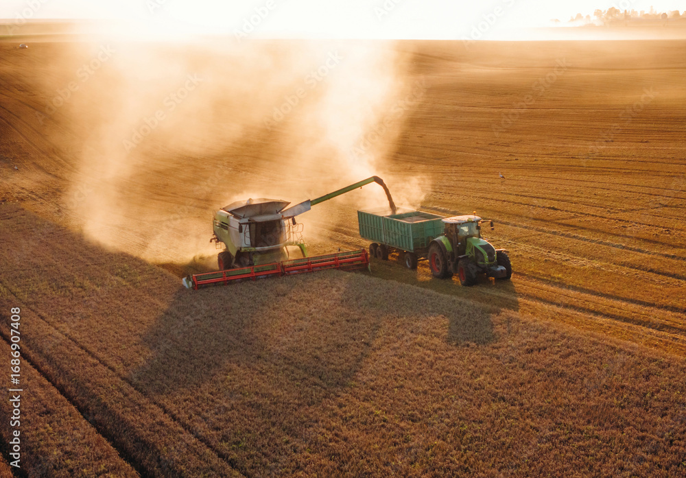Fototapeta premium Collecting grain. Agricultural machine harvesting wheat