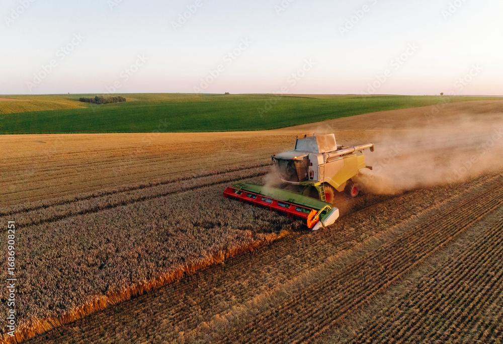 Fototapeta premium Illuminated by sunlight. Agricultural machine harvesting wheat