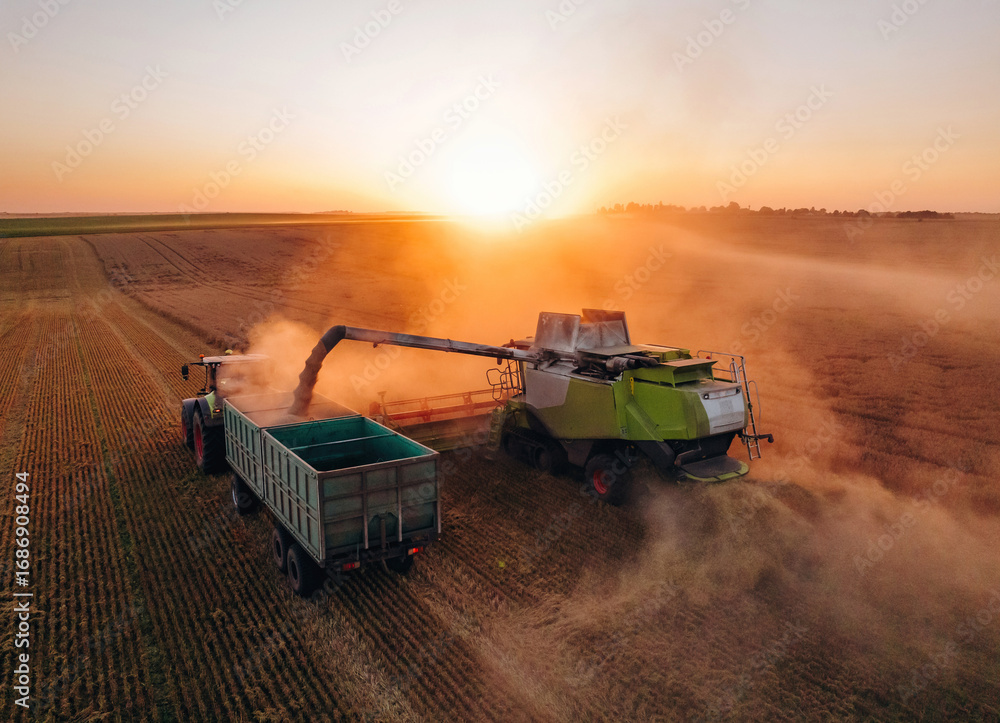 Fototapeta premium Evening dawn. Against sunlight. Agricultural machine harvesting wheat