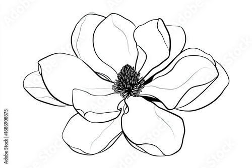 Detailed line drawing of a magnolia flower.