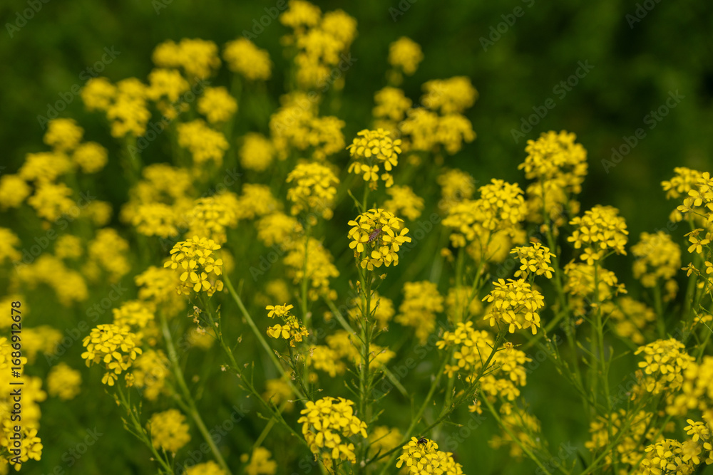 Fototapeta premium Turkish wartycabbage yellow wild flowers Bunias orientalis, hill mustard or turkish rocket flowers