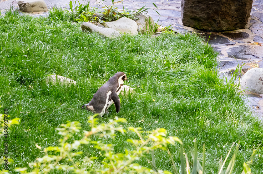 Obraz premium A Humboldt penguin walks in the sun in its enclosure in Prague Zoo in Czech Republic