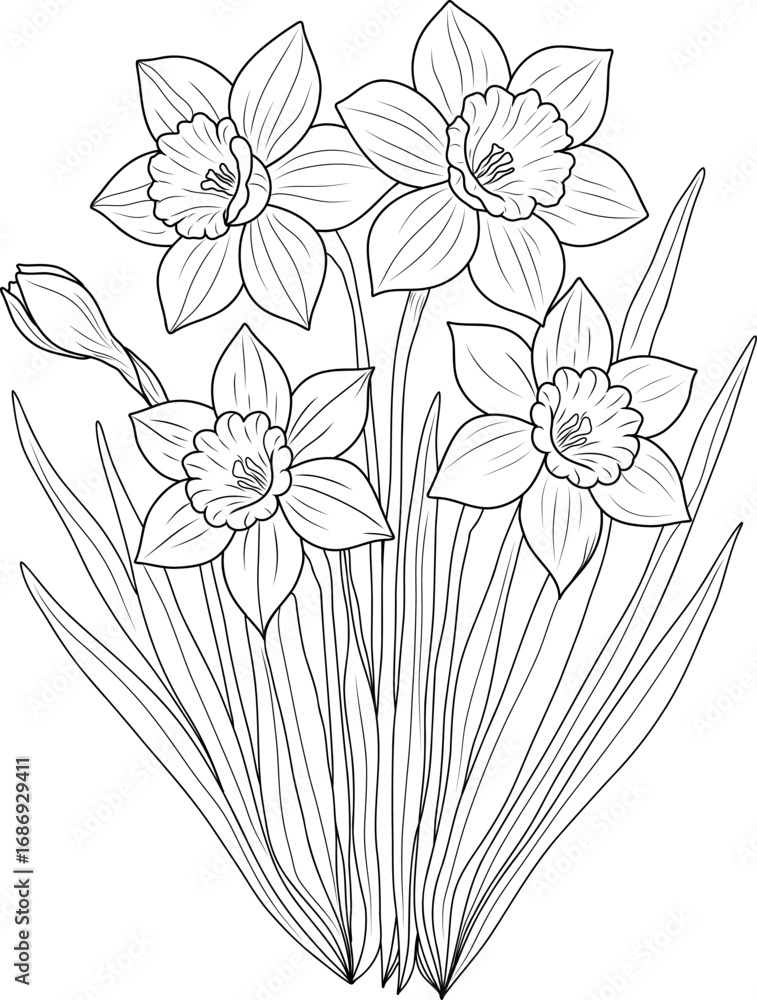 Fototapeta premium Hand drawn daffodil flowers vector line art illustration