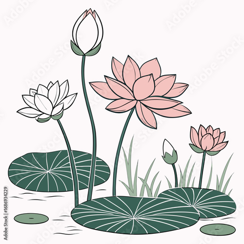Delicate pink and white lotus flowers bloom with green lily pads and grass in serene water