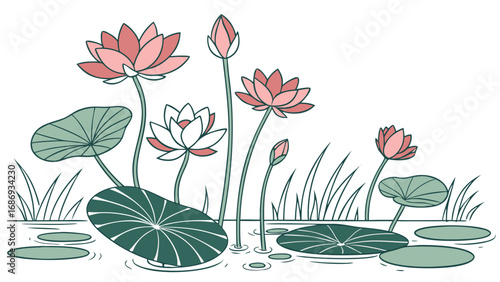 Delicate pink and white lotus flowers bloom in a serene pond with lily pads and reeds
