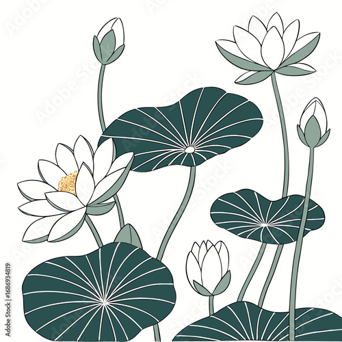 Elegant illustration of white lotus flowers and buds with dark green lily pads on a white background