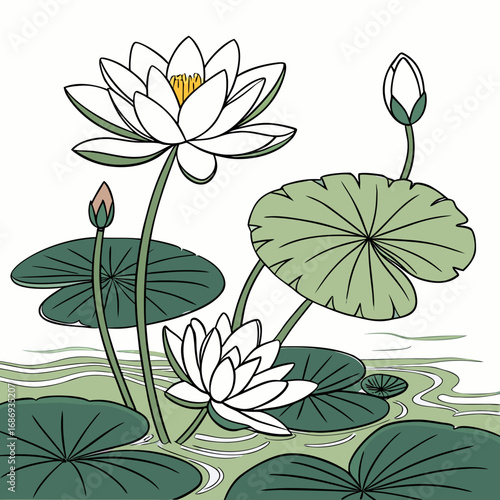 Elegant white water lilies and buds bloom amidst lush green lily pads on calm water