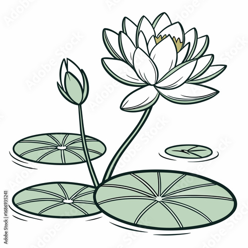 Elegant white water lily flower and bud with green lily pads floating on water surface