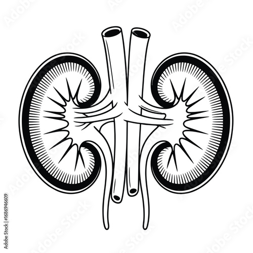 Black and white vector of a kidney organ drawn in bold graphic comic lines for medical, anatomy, and healthcare design