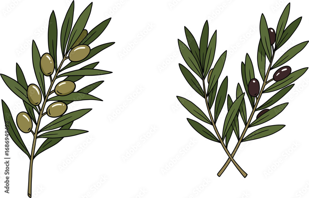Obraz premium two olive branches with green leaves and olives