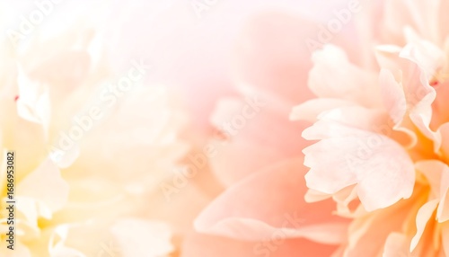 Delicate pastel peony petals close-up