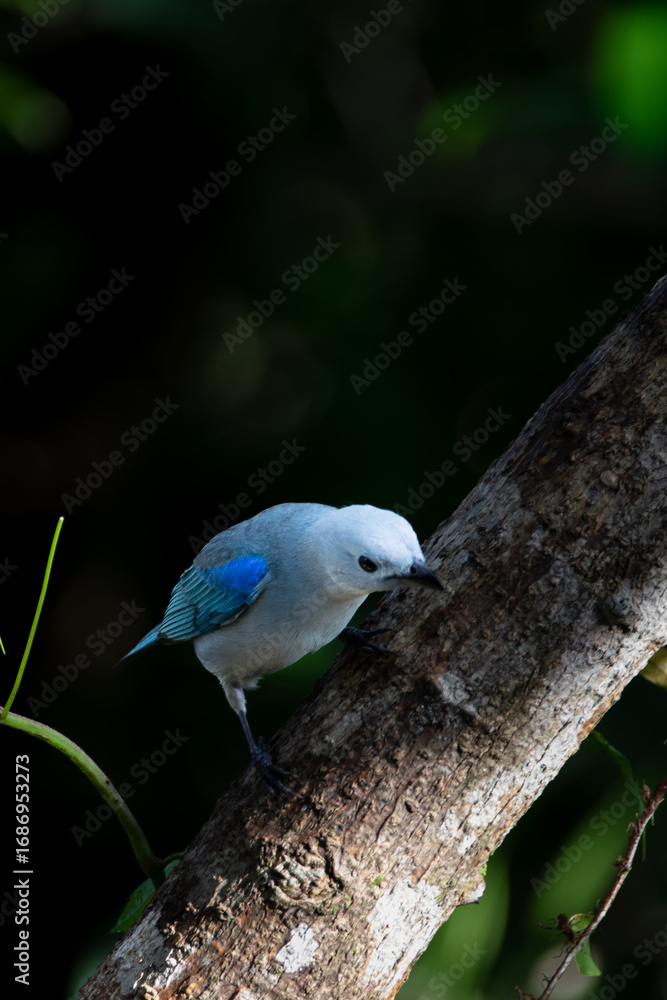 Obraz premium Tropical Beauty: Blue-gray Tanager Resting on a Branch