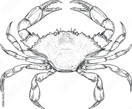Detailed black and white line art illustration of a crab with claws spread, showing marine crustacean anatomy