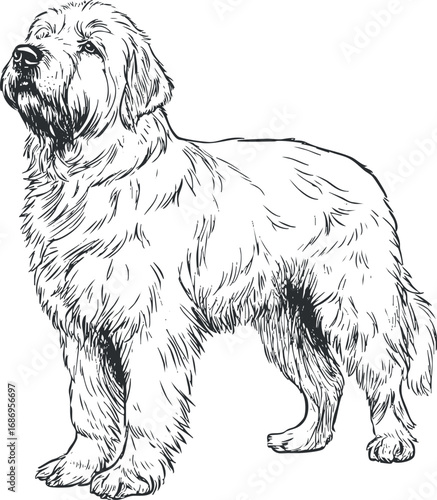 Black and white line drawing of a fluffy dog standing in side profile view with detailed fur texture.