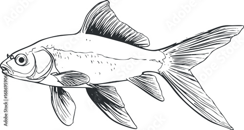 Black and white line drawing of a fish with detailed fins and scales isolated on white background.