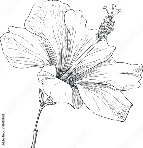 Detailed black and white lineart illustration of a hibiscus flower with visible petals and stamen isolated on white background