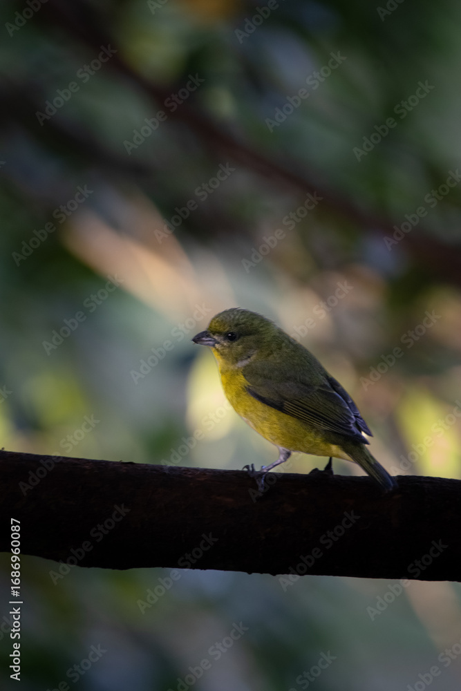 Fototapeta premium Colorful Violaceous Euphonia Perched in the Tropical Canopy
