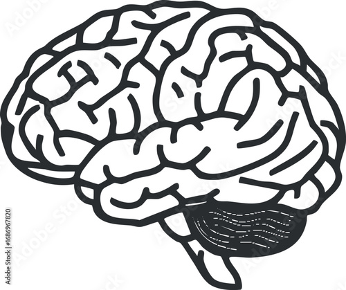 Detailed black and white line drawing of a human brain showing cerebrum and cerebellum anatomy