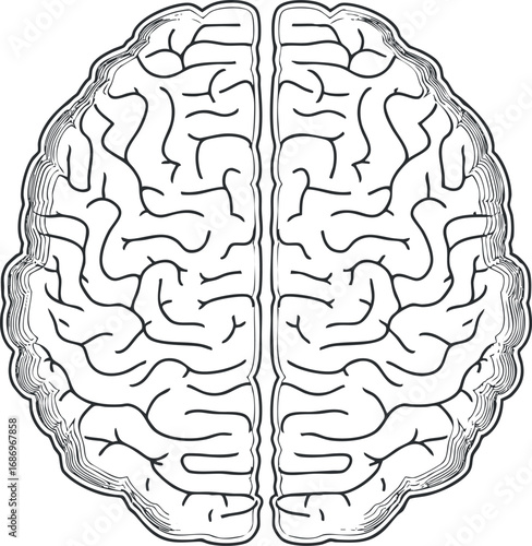 Black and white line art illustration of a human brain from a top view showing cerebral cortex anatomy and structure.