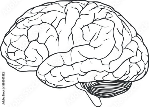 Black and white line drawing of human brain anatomy showing cerebrum and cerebellum