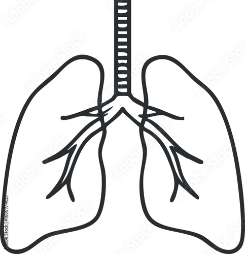 Simple black and white line illustration of human lungs showing trachea and bronchi for medical education