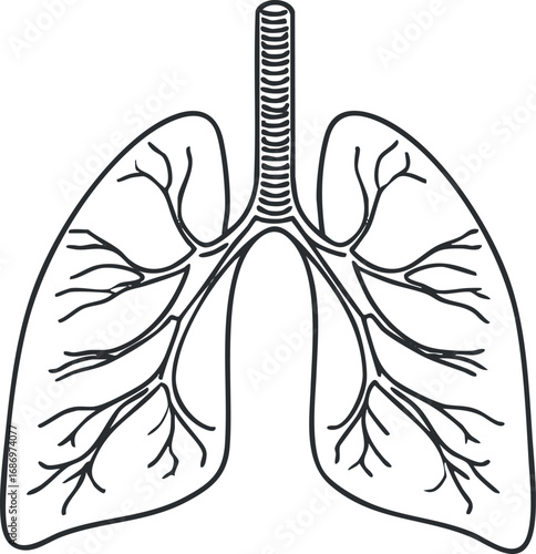 Simple black and white anatomical line drawing of human lungs showing bronchus and trachea for medical and educational use