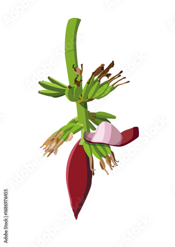 green and yellow banana fruit raw and ripe on white background illustration vector.Green bananas growing with a purple banana blossom (banana heart) among broad leaves fresh tropical agriculture scene
