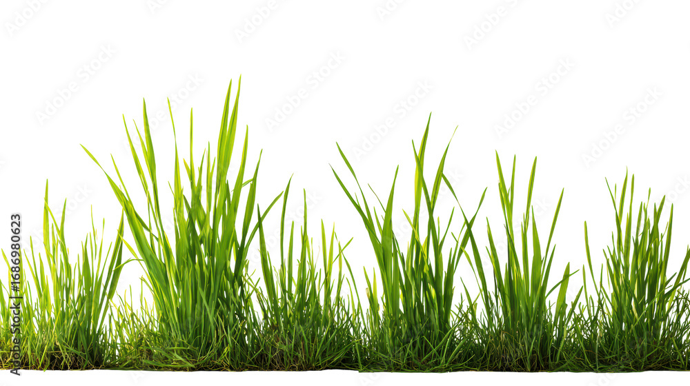 Fototapeta premium Green grass blades, vibrant texture, isolated on white background.