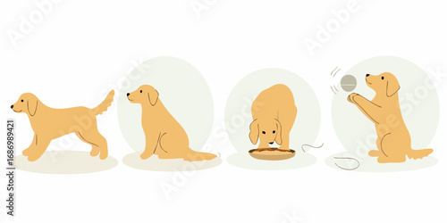 Cute golden retriever dog in four different poses showing daily activities and playtime