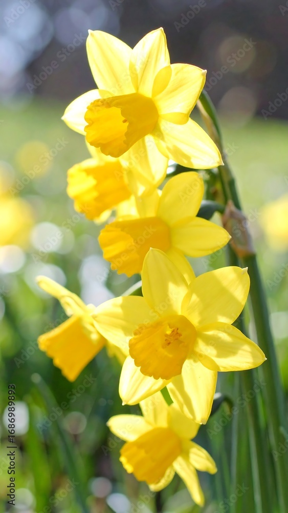 Obraz premium Bright yellow daffodils in spring (1)